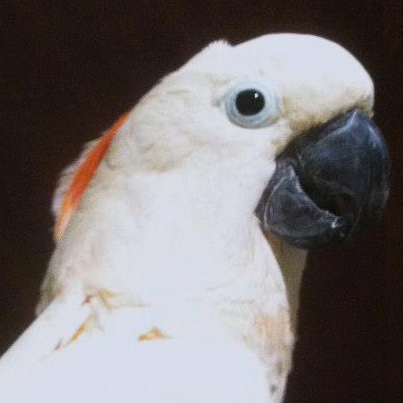 Peaches, the male moullican cockatoo.